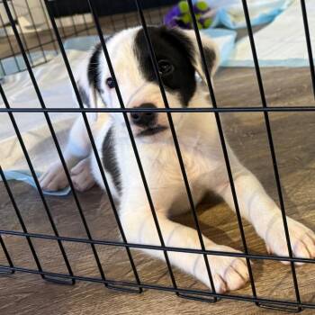 Rhodesian Ridgeback Dogs Available for Adoption in Parker, Colorado - 353 (2026) Rome | PetCurious