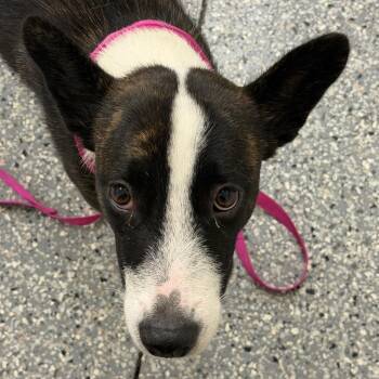 Sally -  Basenji and Mountain Cur Dog for Adoption in Bronson, Florida - Sally | PetCurious