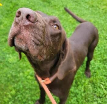Bocephus -  Chocolate Labrador Retriever Dog for Adoption in Cooperstown, New York - Bocephus | PetCurious