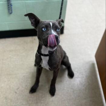 Mixed Breed Dogs Available for Adoption - Ozzie | PetCurious