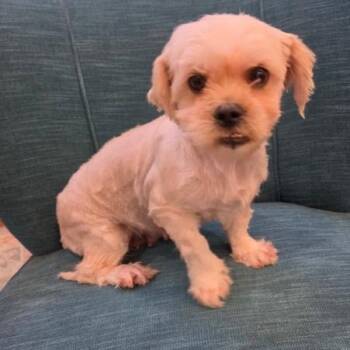 Shih Tzu and Yorkshire Terrier Dogs Available for Adoption - Miriam | PetCurious