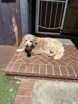 Ziggy -  Golden Retriever Dog for Adoption in San Diego, California - Ziggy | PetCurious