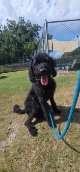Luna -  Golden Retriever and Poodle Dog for Adoption in New Bern, North Carolina - Luna | PetCurious