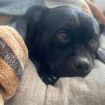 Rescue American Staffordshire Terrier Dogs for Adoption in Zuni, Virginia - Rosa *Bonded W/ Igor* | PetCurious