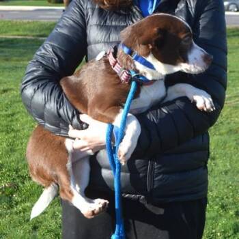 Parson Russell Terrier and Mixed Breed Dogs Available for Adoption in Elk Grove Village, Illinois - Avery | PetCurious