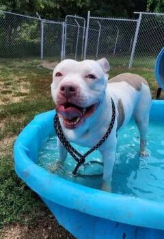 ATHENA -  Pit Bull Terrier Dog for Adoption in Reed City, Michigan - ATHENA | PetCurious