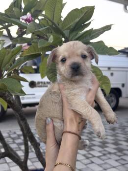 Piper -  Terrier Dog for Adoption in Los Angeles, California - Piper | PetCurious