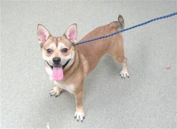 MYSTERIO -  Cardigan Welsh Corgi and Mixed Breed Dog for Adoption in Omaha, Nebraska - MYSTERIO | PetCurious