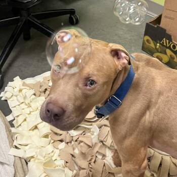 Tortilla -  Pit Bull Terrier Dog for Adoption in Pittsburgh, Pennsylvania - Tortilla | PetCurious