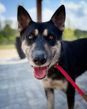 Bateman -  Shepherd and Mixed Breed Dog for Adoption in Atlanta, Georgia - Bateman | PetCurious