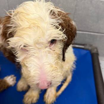 Golden Retriever and Poodle Dogs Available for Adoption in Huntsville, Alabama - Eclipse | PetCurious