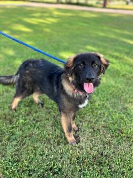 Sable -  German Shepherd Dog and Great Pyrenees Dog for Adoption in Aiken, South Carolina - Sable | PetCurious