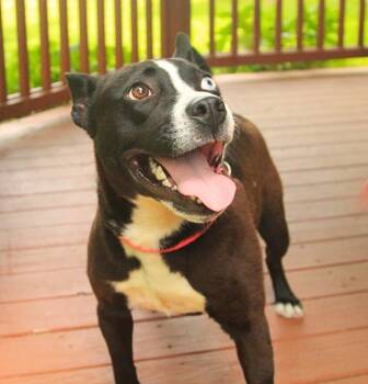 Lucas -  Cattle Dog and Australian Cattle Dog Blue Heeler Dog for Adoption - Lucas | PetCurious