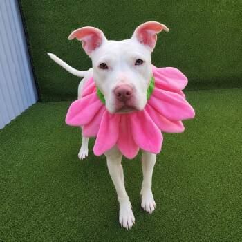 Sugar -  American Staffordshire Terrier Dog for Adoption in Oak Point, Texas - Sugar | PetCurious