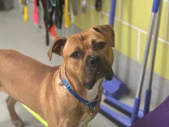 Rocky Mountain -  Mixed Breed Dog for Adoption - Rocky Mountain | PetCurious