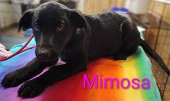 Margarita -  Labrador Retriever and Mixed Breed Dog for Adoption in Kansas City, Missouri - Margarita | PetCurious