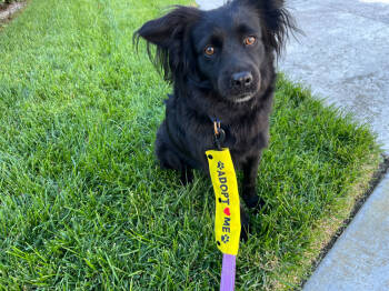 Rescue Cocker Spaniel and Papillon Dogs for Adoption in San Diego, California - Keenan | PetCurious