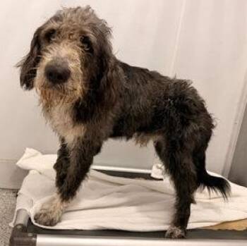 Yogi -  Old English Sheepdog Dog for Adoption in Converse, Texas - Yogi | PetCurious
