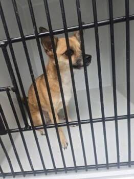 Sahara -  Chihuahua and Mixed Breed Dog for Adoption in Atlanta, Georgia - Sahara | PetCurious