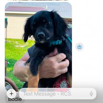 Bodie (FKA Bubbles) -  Spaniel and Mixed Breed Dog for Adoption in Tunkhannock, Pennsylvania - Bodie (FKA Bubbles) | PetCurious