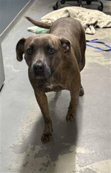 XENA -  Pit Bull Terrier Dog for Adoption in Tallahassee, Florida - XENA | PetCurious