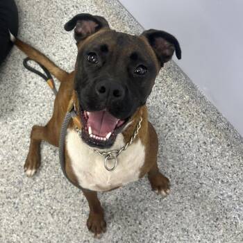 Tobias -  Boxer Dog for Adoption in Decatur, Georgia - Tobias | PetCurious
