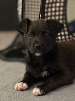 Chocolate Labrador Retriever and Shepherd Dogs Available for Adoption - Rose | PetCurious