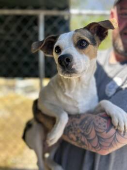 Chihuahua Dogs Available for Adoption in Manchester, Tennessee - Ginger | PetCurious