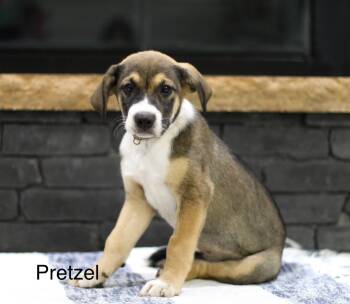 Pretzel -  Mixed Breed Dog for Adoption in Mobile, Alabama - Pretzel | PetCurious