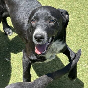 Mogget - Butler Campus -  Mixed Breed Dog for Adoption in Flagstaff, Arizona - Mogget - Butler Campus | PetCurious