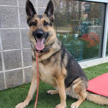 Rescue German Shepherd Dog Dogs for Adoption in Chattanooga, Tennessee - Remi | PetCurious