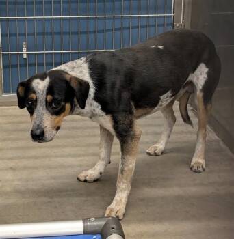Australian Cattle Dog Blue Heeler Dogs Available for Adoption in Camarillo, California - GOOSE | PetCurious