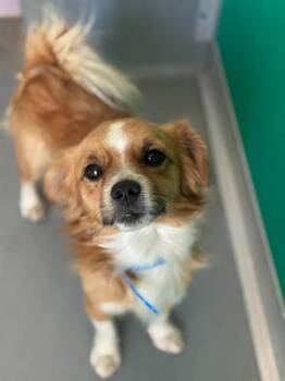 A256056 -  Chihuahua and Mixed Breed Dog for Adoption in Visalia, California - A256056 | PetCurious