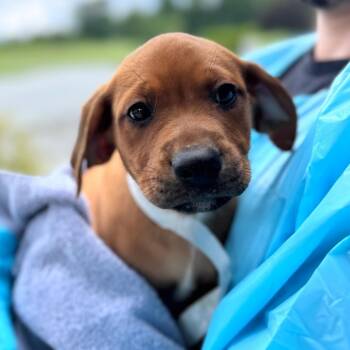 Banjo -  Mixed Breed Dog for Adoption in Hendersonville, North Carolina - Banjo | PetCurious