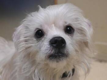 Shih Tzu Dogs Available for Adoption in Portland, Oregon - Lucy | PetCurious