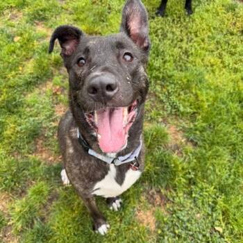 Rescue Mixed Breed Dogs for Adoption in Medford, Oregon - Luna | PetCurious