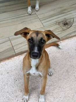 Mandarina -  Whippet and Black Mouth Cur Dog for Adoption in Ramona, California - Mandarina | PetCurious
