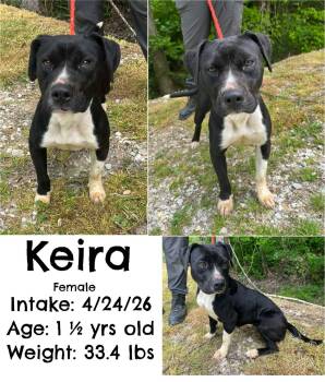 Keira -  Pit Bull Terrier Dog for Adoption in Staffordsville, Kentucky - Keira | PetCurious