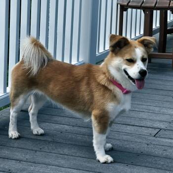 Lilo -  Shih Tzu and Husky Dog for Adoption in Chatham, New Jersey - Lilo | PetCurious
