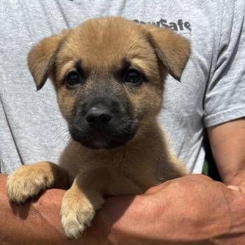NY Paul Avail Jun 13 (Choice Pet Carmel) -  Labrador Retriever and Shepherd Dog for Adoption in Stormville, New York - NY Paul Avail Jun 13 (Choice Pet Carmel) | PetCurious