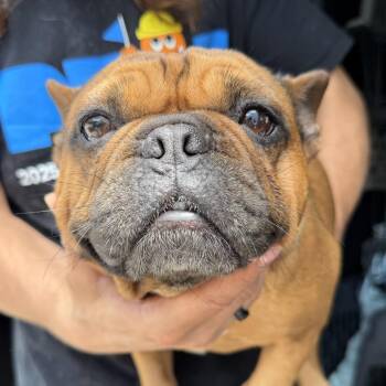 Ember (JN26-38) -  French Bulldog Dog for Adoption in Peyton, Colorado - Ember (JN26-38) | PetCurious