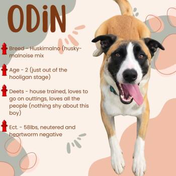 Odin -  German Shepherd Dog and Belgian Shepherd Malinois Dog for Adoption in Austin, Texas - Odin | PetCurious