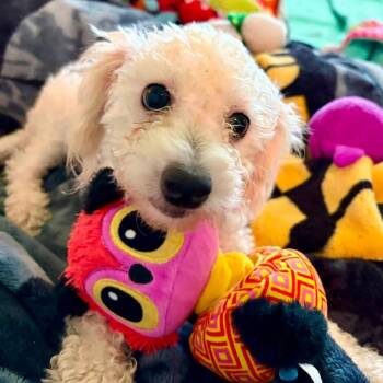 Oreana Savor -  Shih Poo Dog for Adoption in Plano, Texas - Oreana Savor | PetCurious