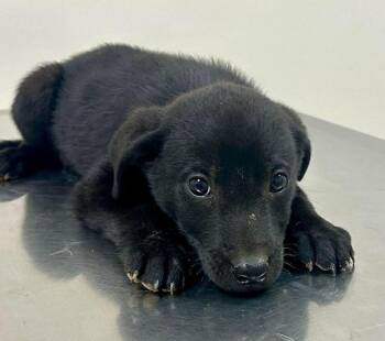 Mixed Breed Dogs Available for Adoption in New York, New York - Artoo (p) | PetCurious