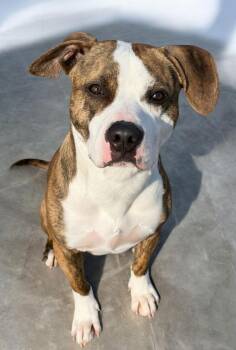 Pit Bull Terrier Dogs Available for Adoption - Rocky Road | PetCurious