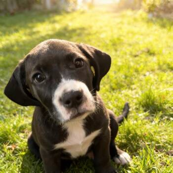 JUNO -  Labrador Retriever and Beagle Dog for Adoption in Chandler, Arizona - JUNO | PetCurious