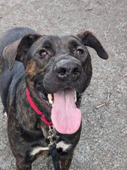 Tank -  Mixed Breed Dog for Adoption in Fairfax, Virginia - Tank | PetCurious