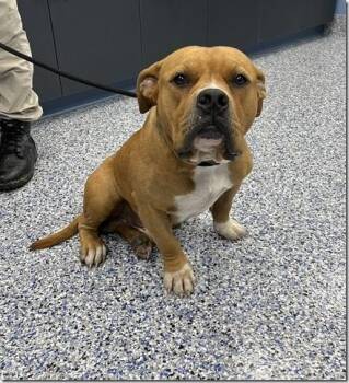 Tank Low-Riding Adorable Boy Ask for his Great Video -  American Bulldog Dog for Adoption in Charlottesville, Virginia - Tank Low-Riding Adorable Boy Ask For His Great Video | PetCurious