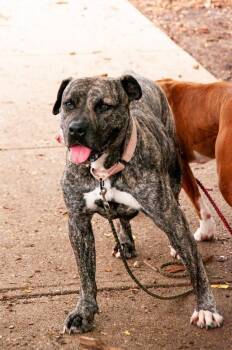 Willet -  Mixed Breed Dog for Adoption in Cincinnati, Ohio - Willet | PetCurious
