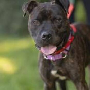 Damu -  Pit Bull Terrier Dog for Adoption in Hilliard, Ohio - Damu | PetCurious